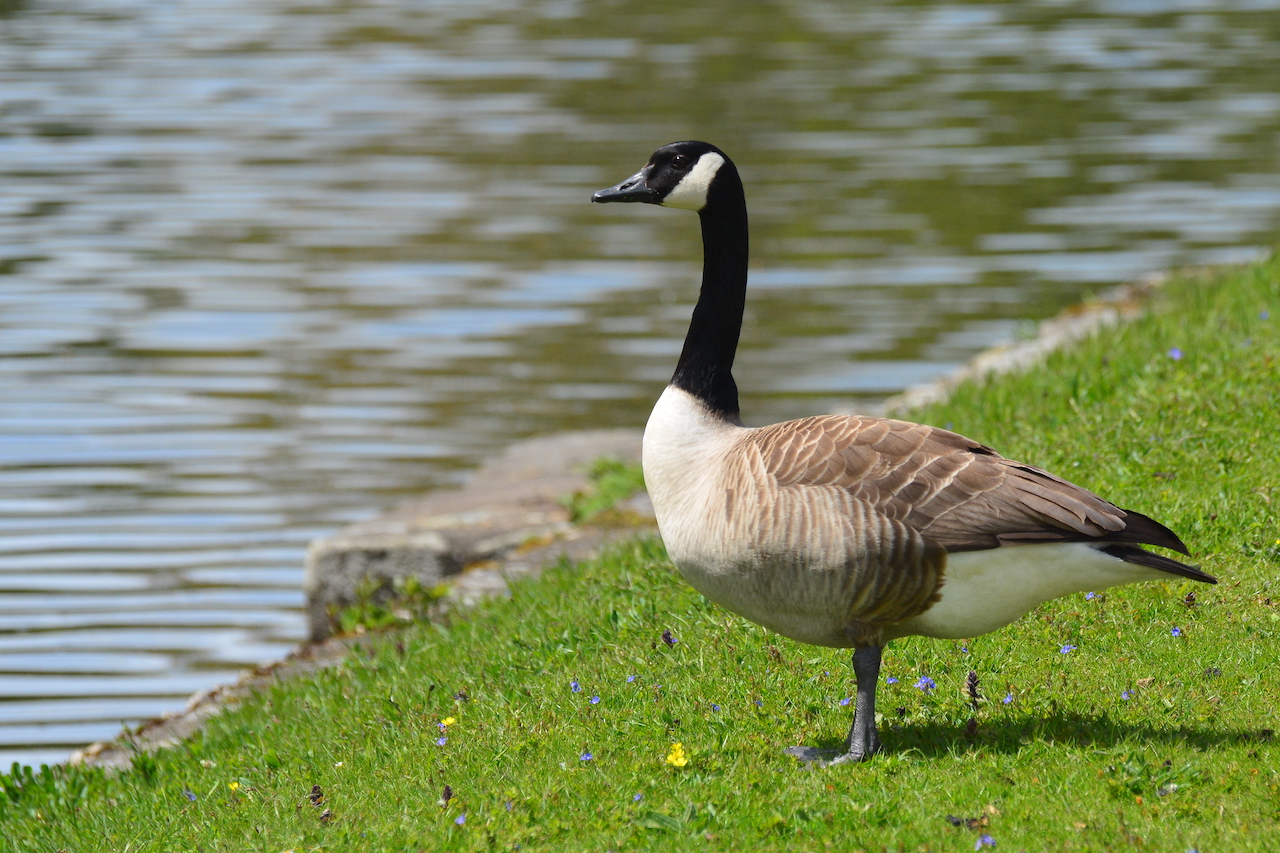 Branta canadensis